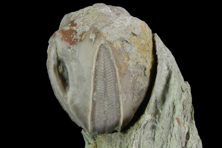 Blastoid (Pentremites) Fossil - Illinois #92230